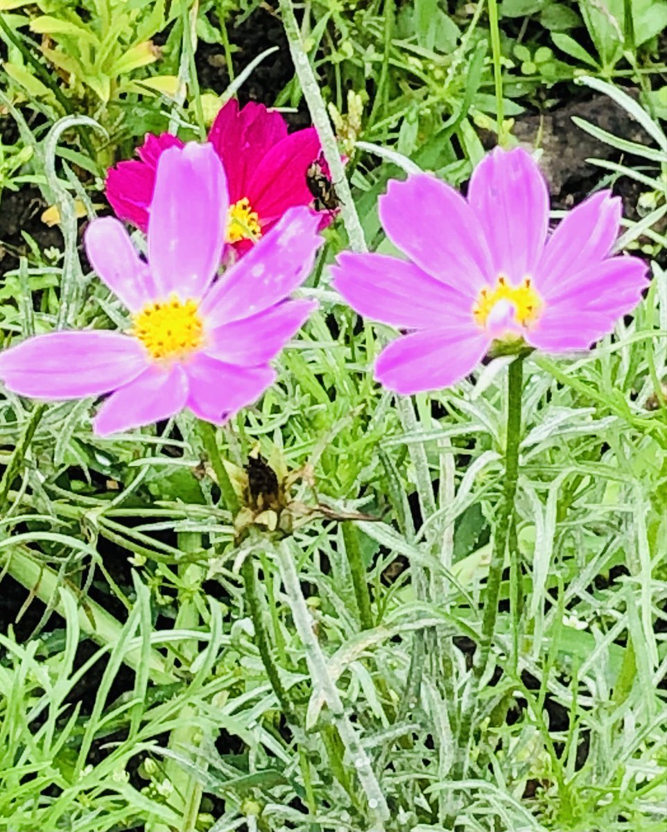riemizu219's tweet image. ちょっと早すぎたか🤣コスモス🌸

薔薇🌹はもう終わったね😭

金木犀🌸見つけ、ススキはオマケ🤣

 #鶴舞公園