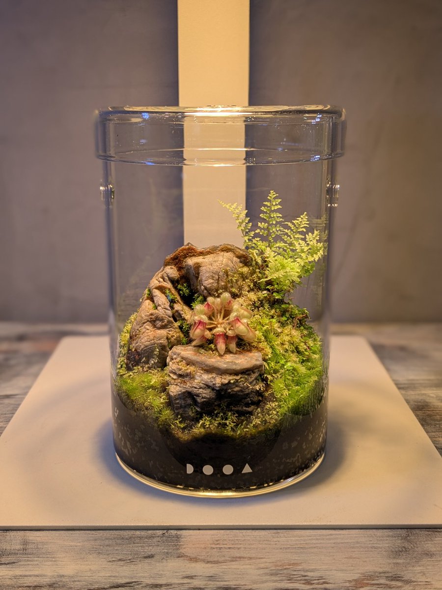 ebinokakato's tweet image. ebinokakatoの長嶋です！

ボトルパルダリウムに使える小型植物や水槽の横に鉢植えで飾れる種類など
『ちょうど良い』サイズ感の植物が入荷しています🌿🌿🌿

ボトルパルダリウムの販売や
当店で用品や植物を揃えて作成のご雑談もお気軽に、本日もご来店お待ちしております。

#アクアリウム…