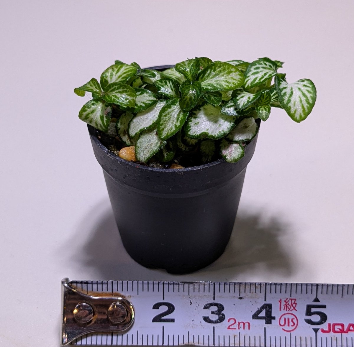 ebinokakato's tweet image. ebinokakatoの長嶋です！

ボトルパルダリウムに使える小型植物や水槽の横に鉢植えで飾れる種類など
『ちょうど良い』サイズ感の植物が入荷しています🌿🌿🌿

ボトルパルダリウムの販売や
当店で用品や植物を揃えて作成のご雑談もお気軽に、本日もご来店お待ちしております。

#アクアリウム…