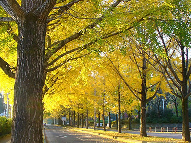 栃木の紅葉スポット特集2025🍁✨栃木県内の人気紅葉スポットを、全県内にわたってご紹介♪山が、谷が、公園が、赤や黄色に色づき始めたらカメラを持って紅葉狩りに出かけてみよう！いい感じの写真が撮れたらぜひ栃ナビ！にクチコミ投稿してね♡
tochinavi.net/feature/home.s…