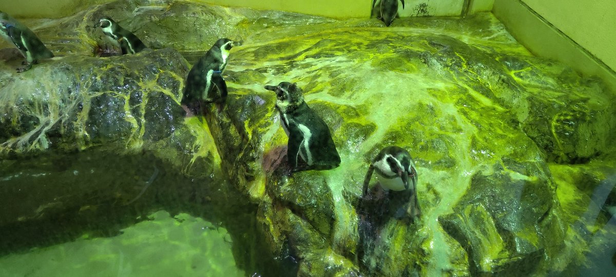 #コツメカワウソ の赤ちゃんがあまりにもあざとかわいい
#フンボルトペンギン もちょっとおマヌケかわいい
#宮島水族館