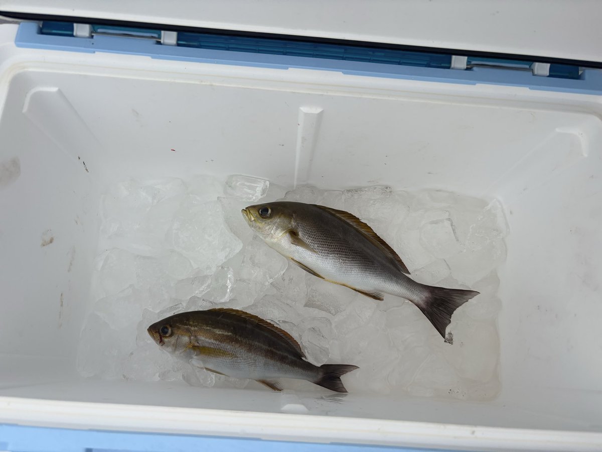 6時から出航してこの釣果…
宗田カツオは2匹釣りましたがリリース

船酔いもなく楽しく釣りできた🎣