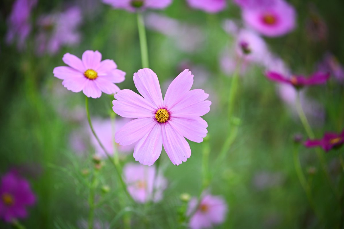 hamashin_mtlfki's tweet image. 2025.10.05
安城町のコスモス畑（愛知県安城市）
#TLを花でいっぱいにしよう

早朝、誰もいないうちに撮影
彼岸花も咲いていたのでパシャリ

#Z6III
#Nikon
#私とニコンで見た世界