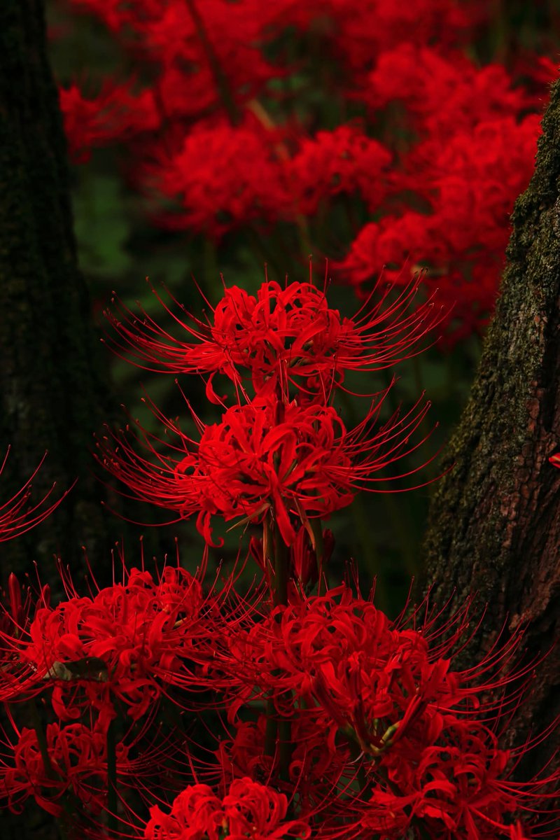 TGIMJcGPFppZZxP's tweet image. 巾着田の午後　（10）
#曼珠沙華　#花　#彼岸花
#flower  #wander #photography