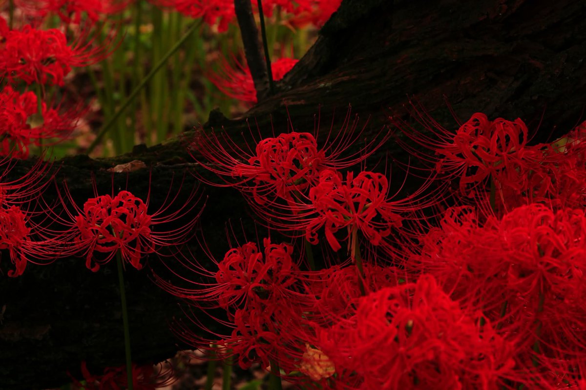 TGIMJcGPFppZZxP's tweet image. 巾着田の午後　（10）
#曼珠沙華　#花　#彼岸花
#flower  #wander #photography