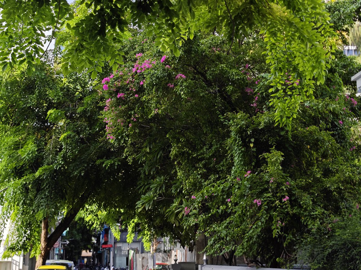 Good morning, Maldives!
Malé, a city full of green, waking up under the morning sun. 
Leaves glowing, people flowing — a new week begins！