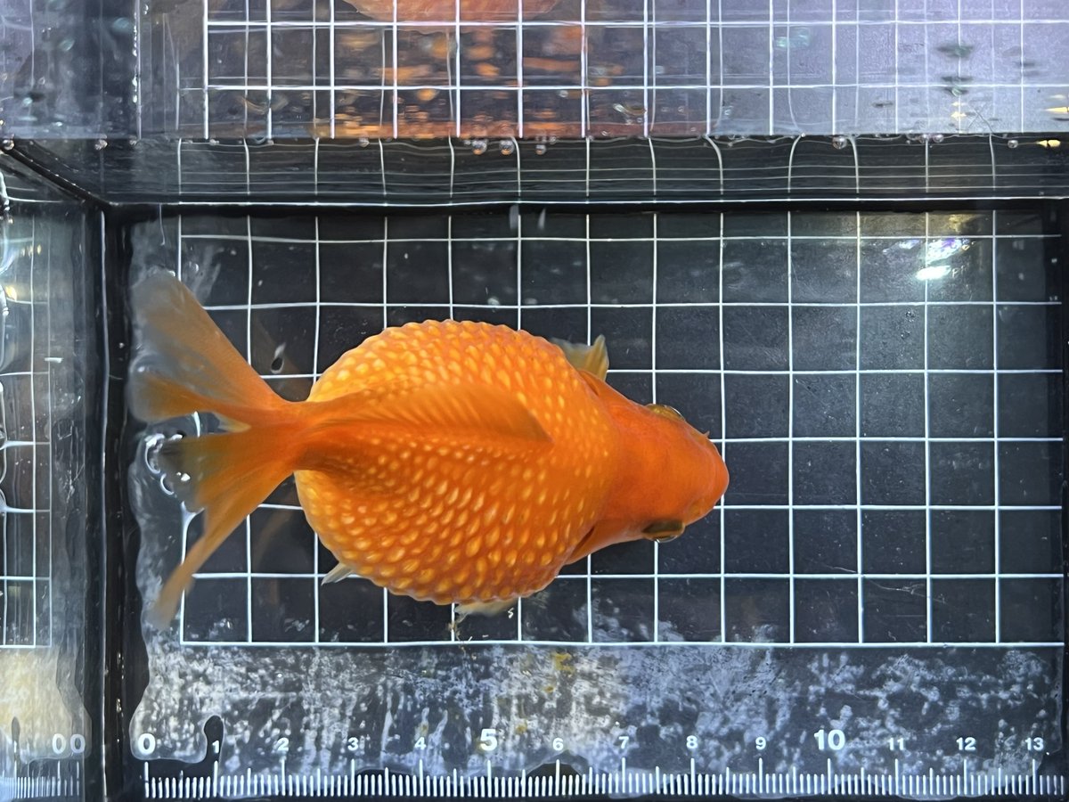 みな❣️希望額セール中/本日24時まで✨ チーボウ (@GcV2m0DFMlxdMxw) / Posts / X