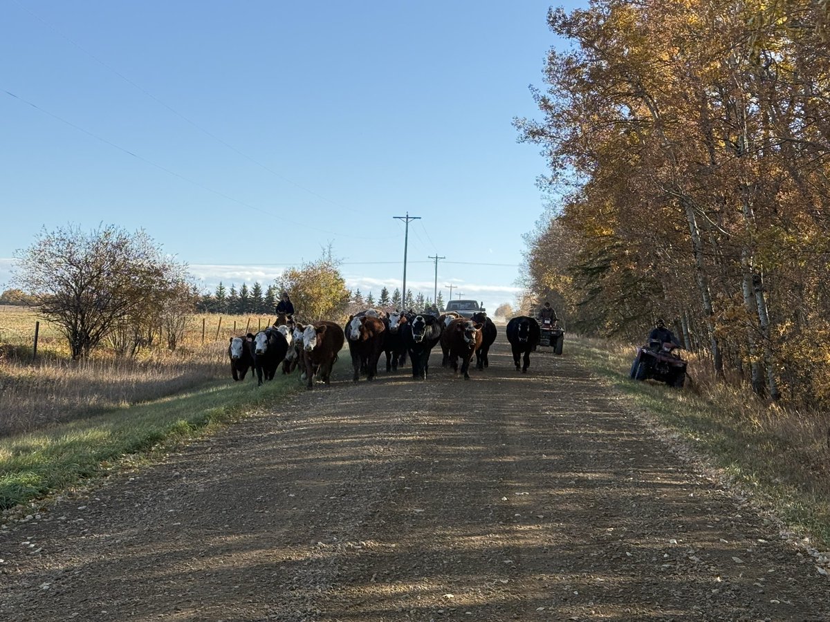 Bringing cows home this weekend. Never feels like work when we’re doing this!