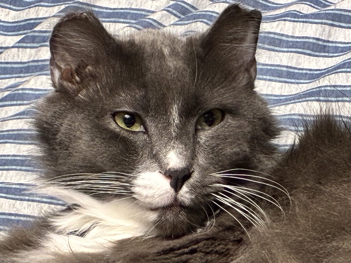 IssaRobbort's tweet image. came home &amp;amp; two of my boys were on my bed having a meeting