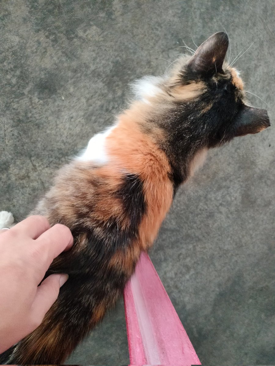 Skipper Lee tweet media