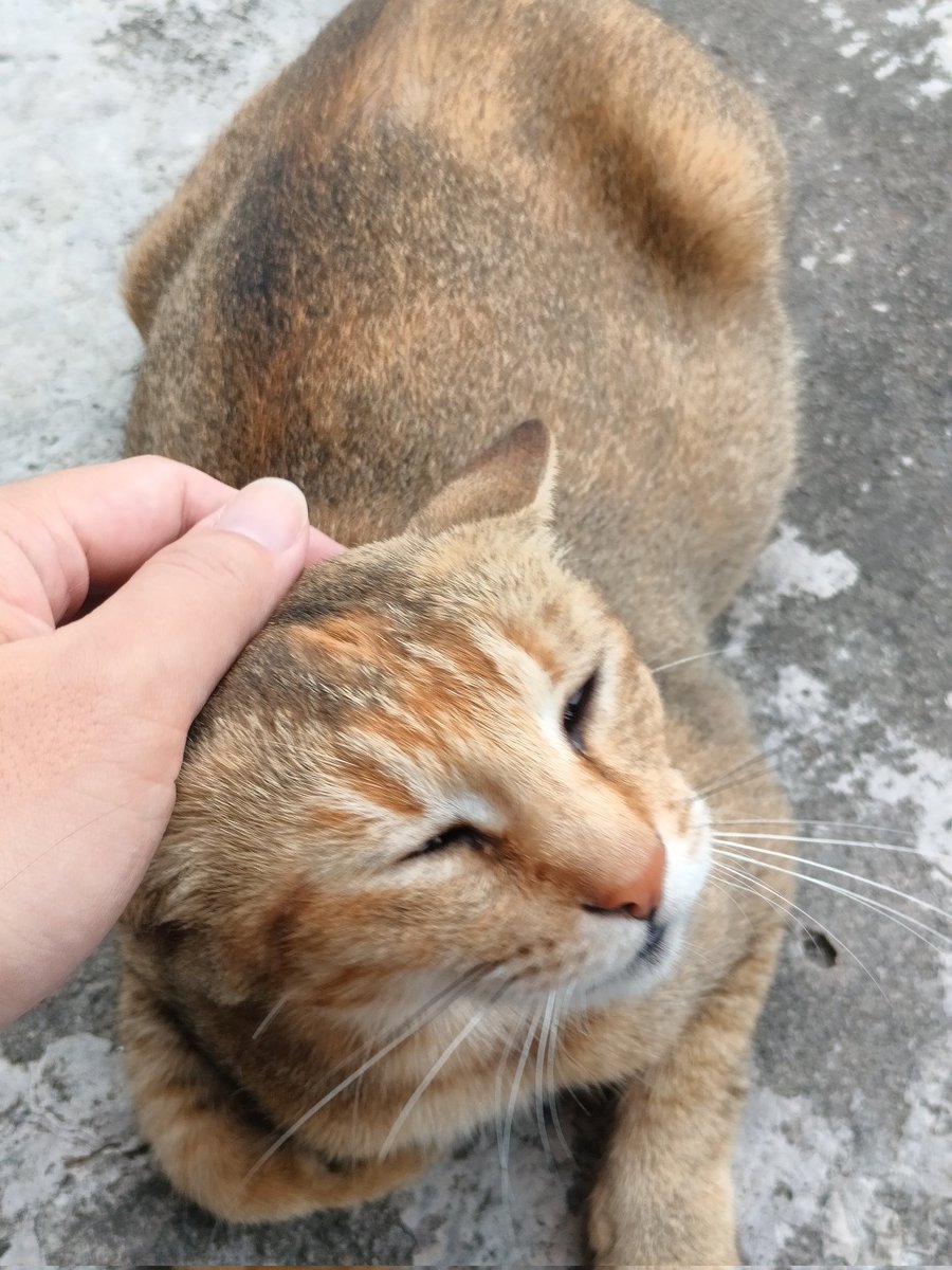 birthday breakfast pspsps 😻