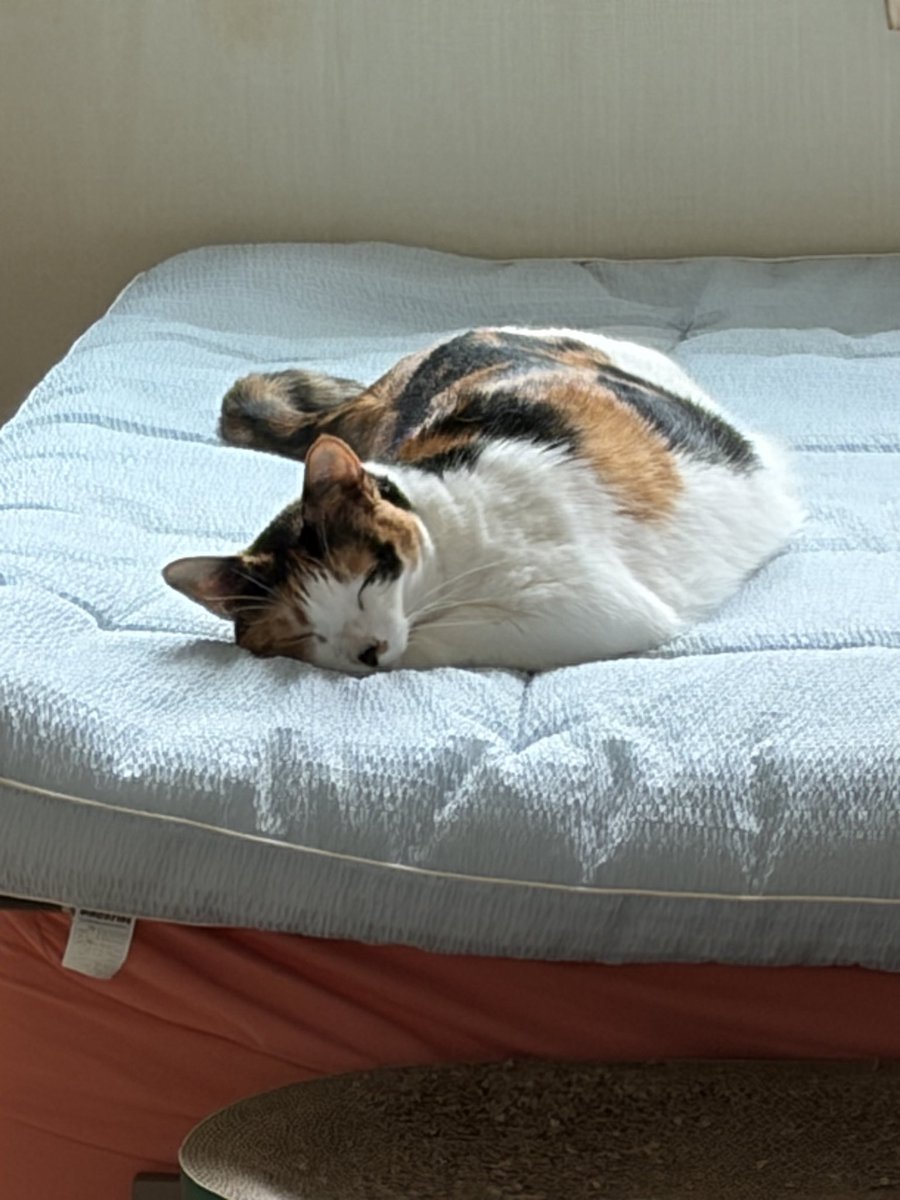 예~~~ 댓츠 마이 고양이~~~~