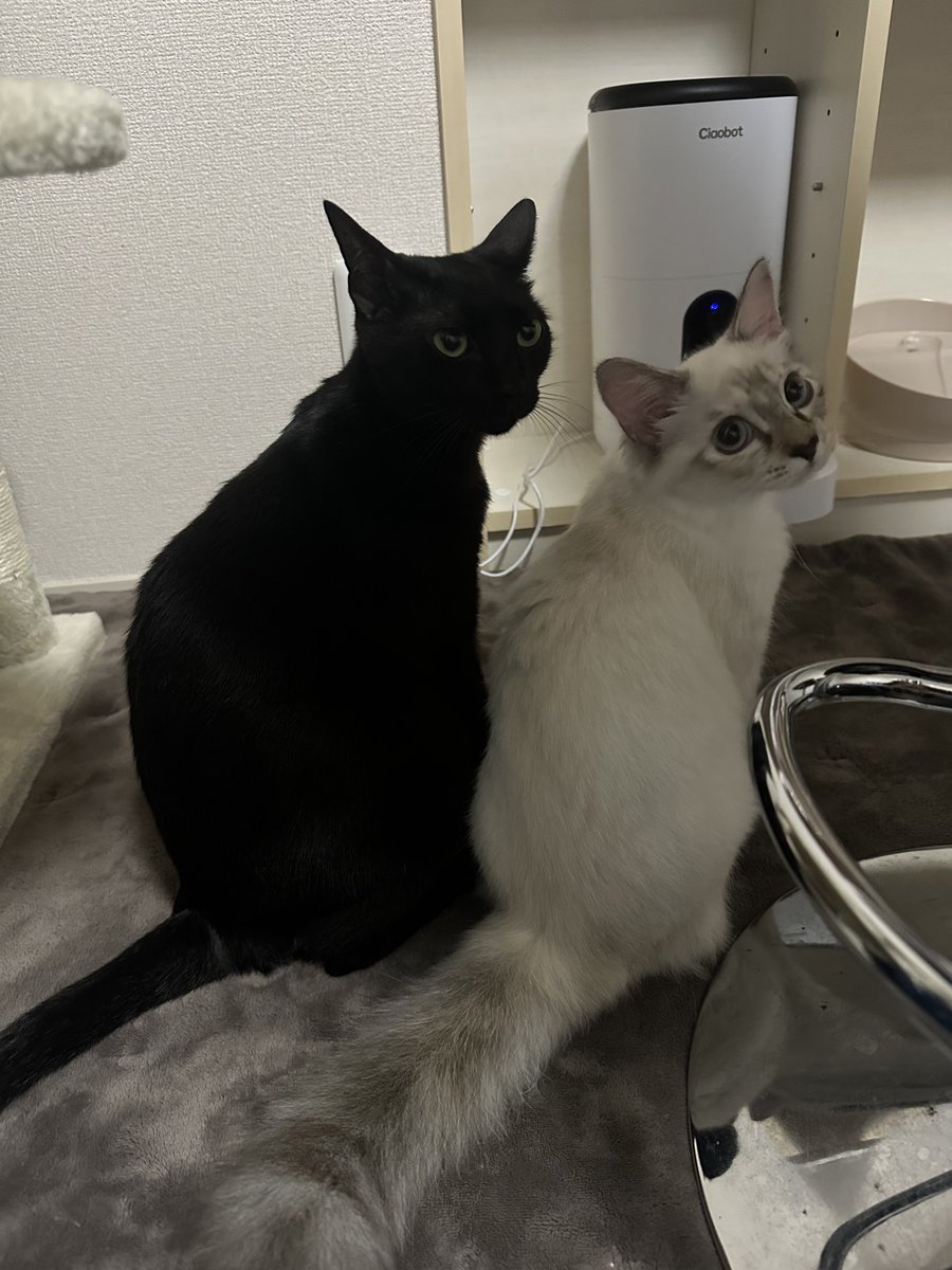 HikaruTiamat's tweet image. 餌ちょうだい

 #猫のいる暮らし  #猫好きさんと繫がりたい𓏲𓎨