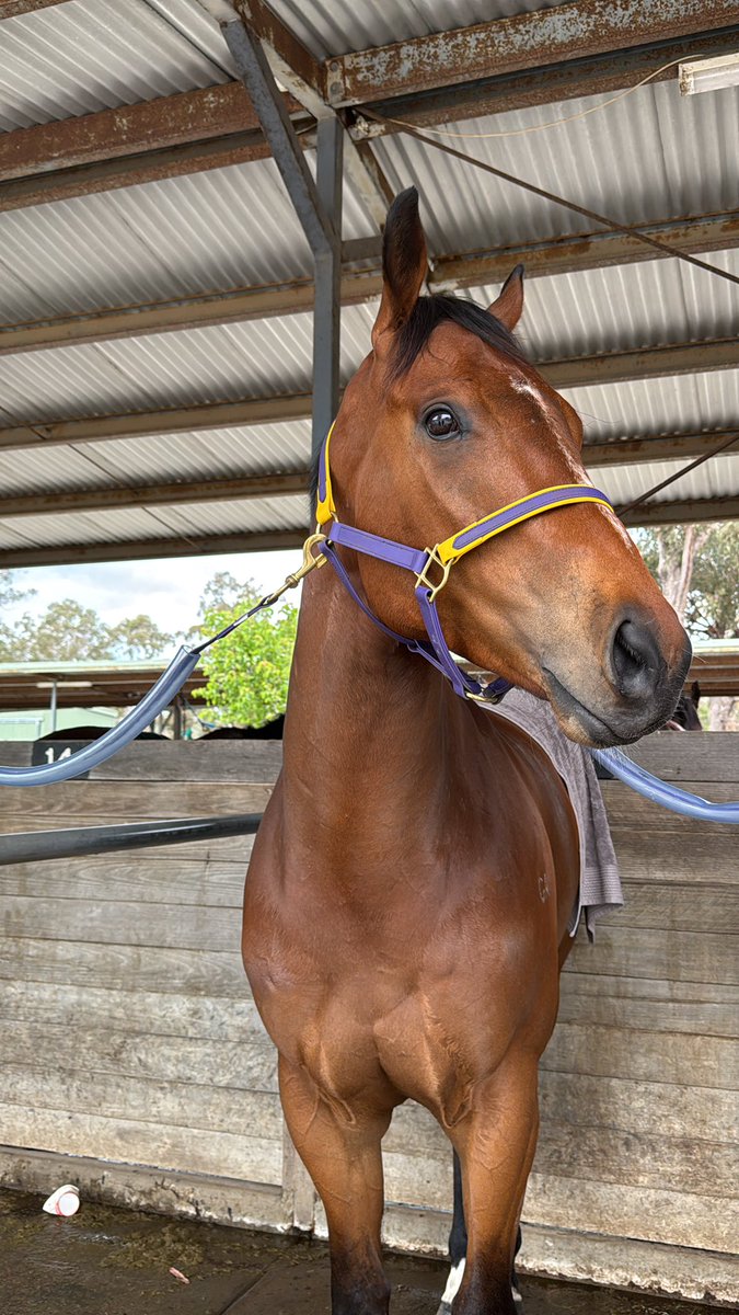 Eternal Darkness back at the races today 🥹💙💜💛