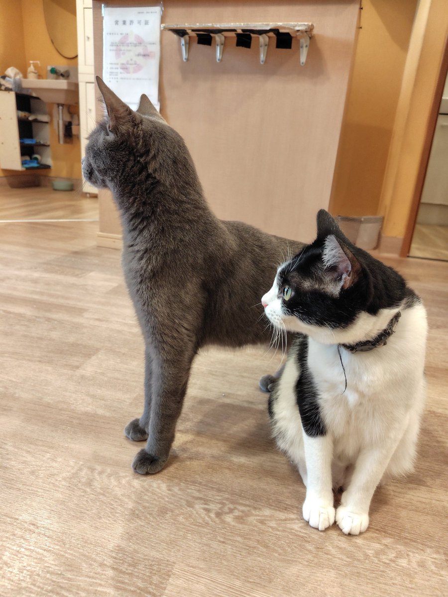tango29574259's tweet photo. 本日オープンしています！
お隣のカムナカフェで、ライブ中のため、猫達ちょっとソワソワ（笑）

本日お席に余裕があります。
ご予約、お問い合わせのお電話お待ちしております！
☏0757489139 https://t.co/ZXPJHT5Evi