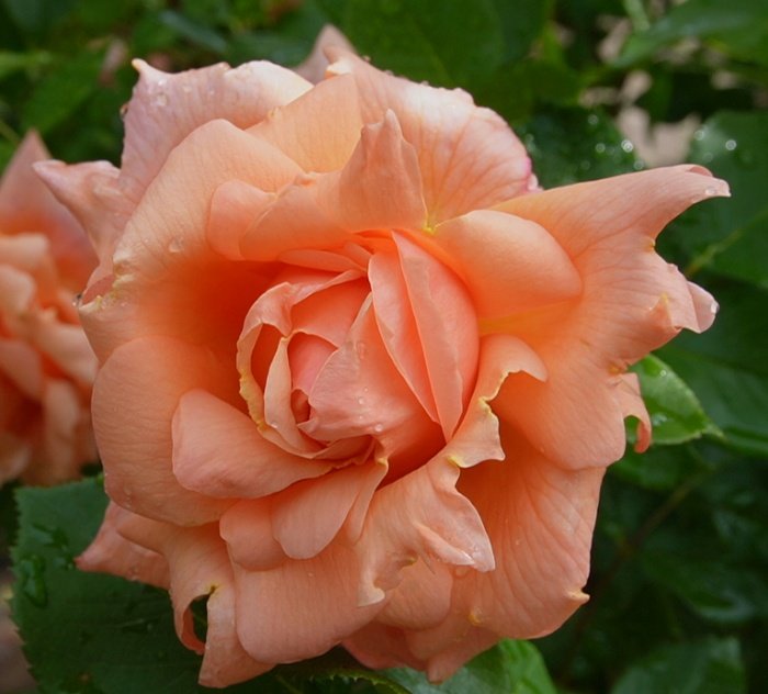 Flowercat24's tweet image. 