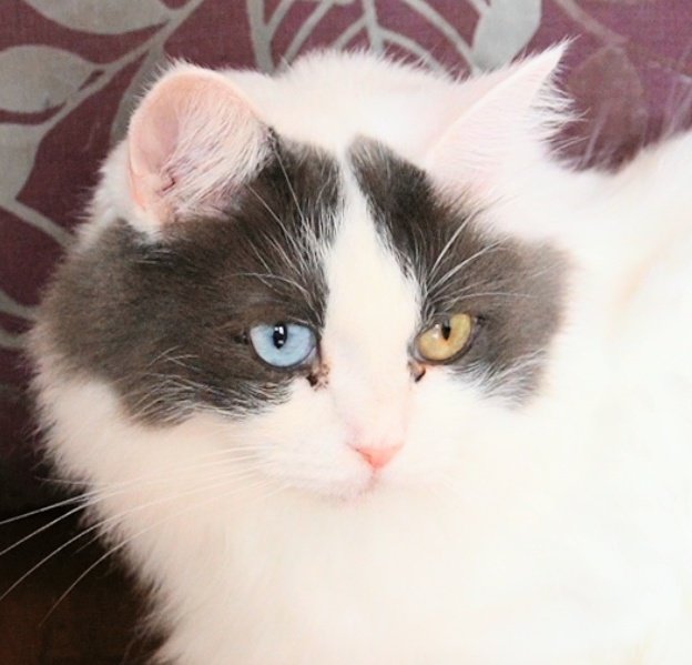 Flowercat24's tweet image. 