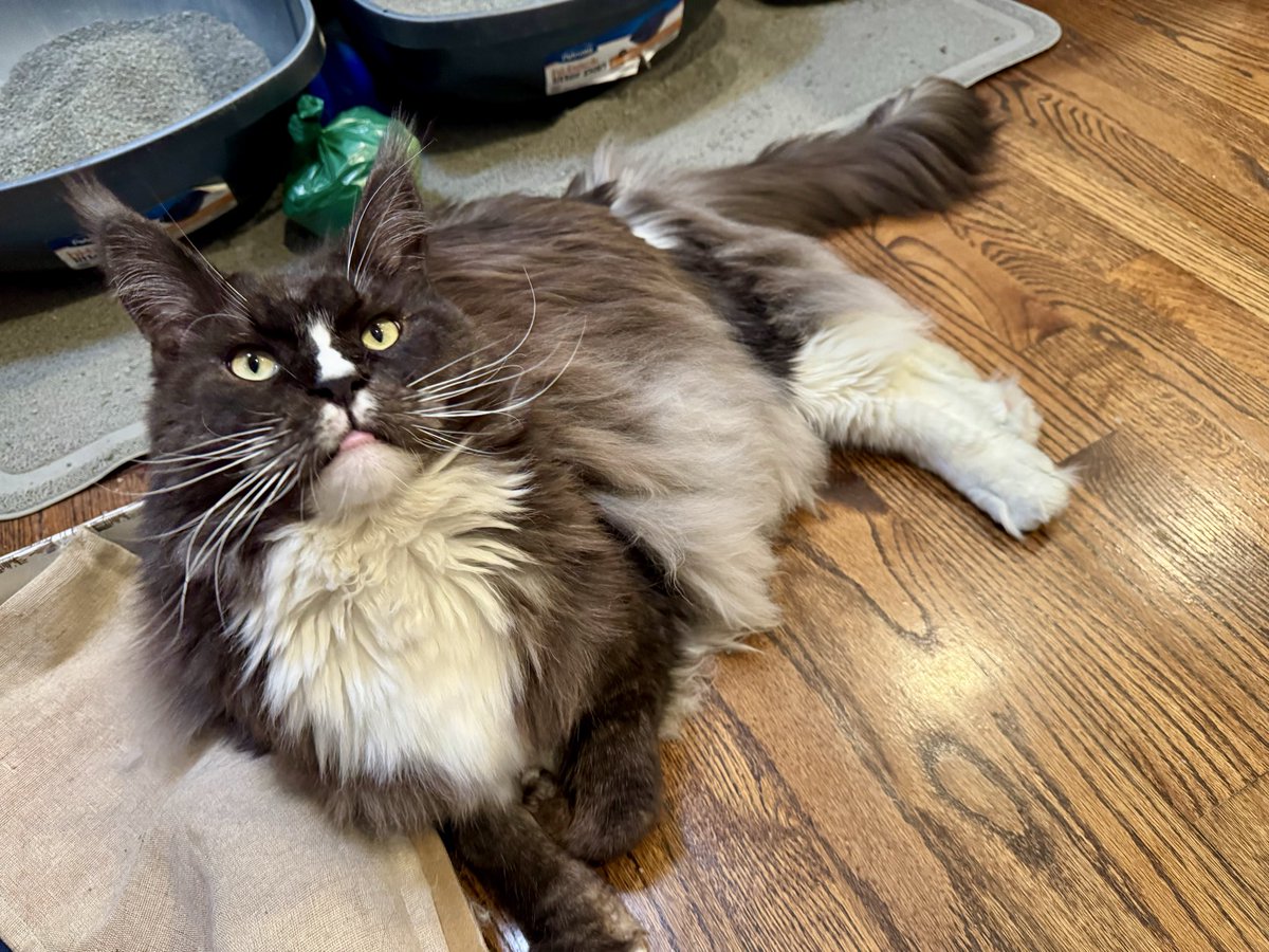 rshields37's tweet image. -30- to my #Caturday and good night from the boys. Please be kind and be safe.