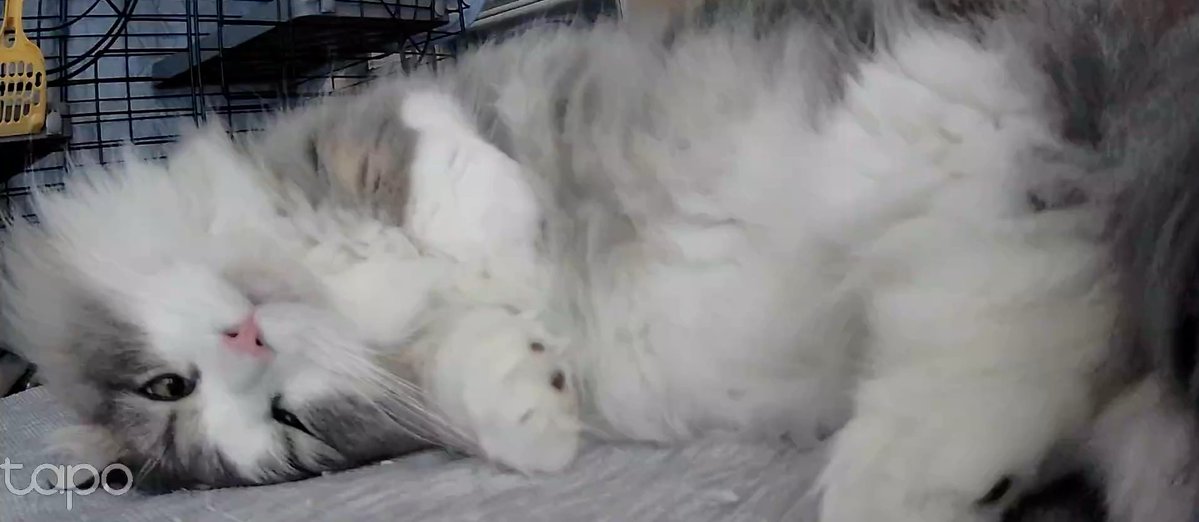 royalcarren's tweet image. ペットカメラ視点

#ミヌエット
#猫のいる暮らし
#猫好きさんと繋がりたい