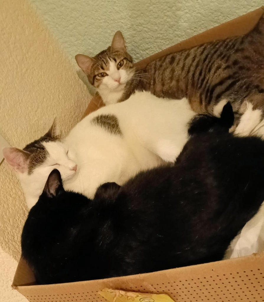 alex_islas7's tweet image. En el #Caturday de hoy: Donde cabe 1 caben 2, y donde caben 2 caben 3 🐈‍⬛🐈🐈‍⬛