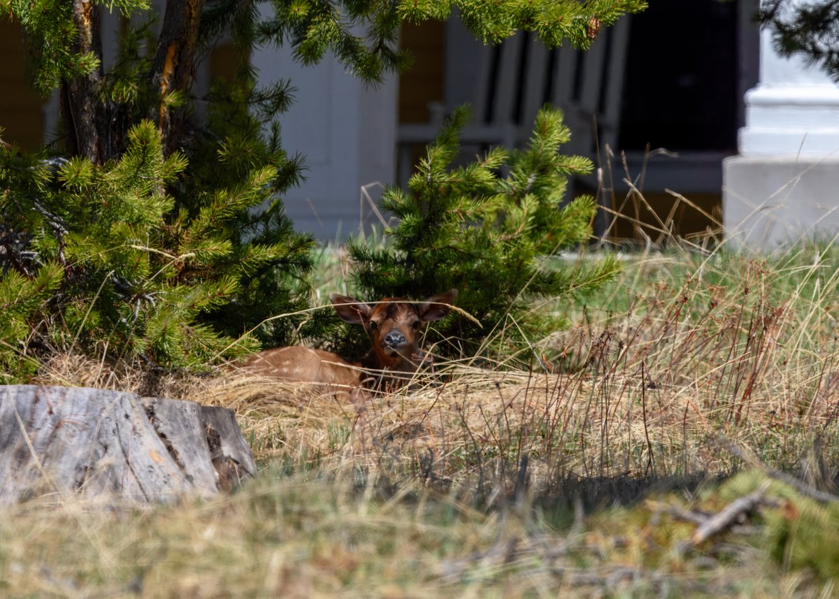 Jeanette199's tweet photo. Adventures through Photography: I Saw a Touron in the Wild! - Mama Elk Wins at Lak... 
https://t.co/1XVqUwQDAz 

#Yellowstone #publiclands #nature #wildlife #travel #photography #blog #calf #ducks #NationalPark https://t.co/PNpkXFh0PJ