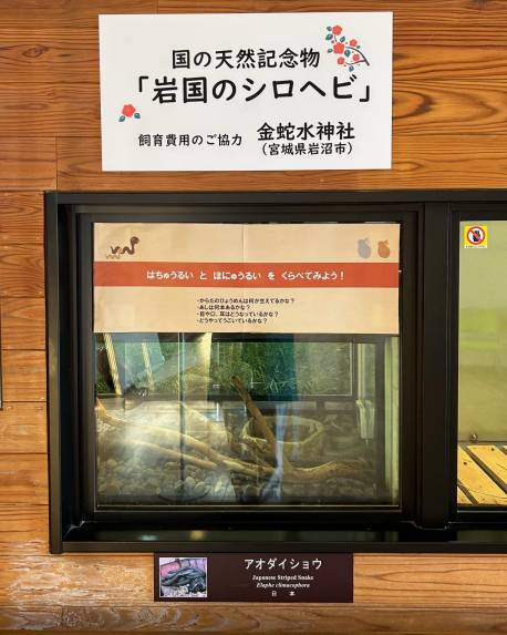 訂正いたします。国の天然記念物「岩国の白蛇」の展示は例祭の本日のみ