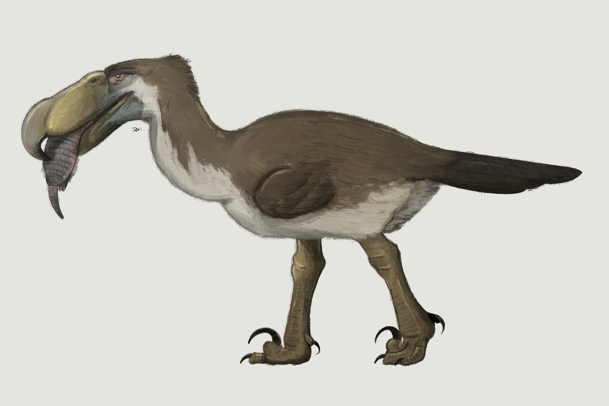 astrapionte's tweet image. Kelenken for day 11 of Birdtober! 
….
#paleoart #terrorbird #extinct #miocene