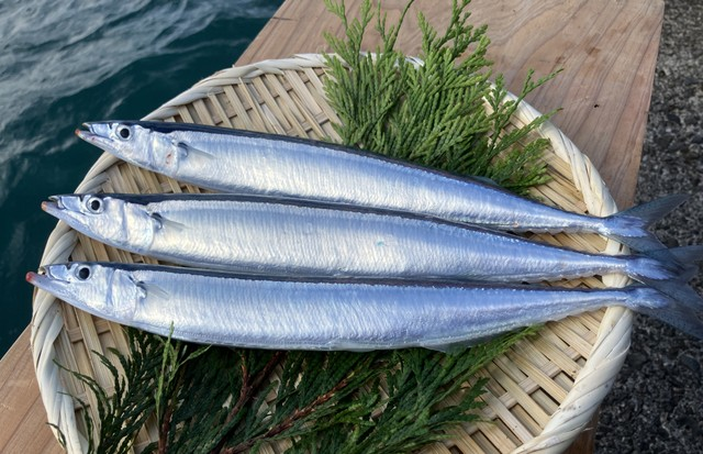 livedoornews's tweet image. 【発表】マルハニチロ、水族館と協力しサンマの養殖に成功
news.livedoor.com/article/detail…

本来サンマは神経質で壁に衝突しやすく、遊泳力が高いため広いスペースが必要で、養殖は困難とされた。しかし水族館の水槽で飼育し、出荷目安である100g以上の成魚まで育てることができたという。