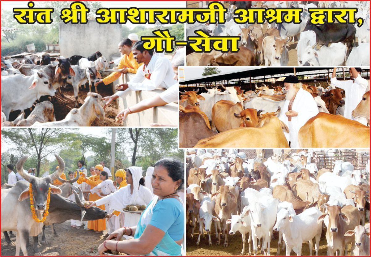DeepjyotiP50425's tweet image. जी हां! Sant Shri Asharamji Bapu ने कतलखाने जा रही गायों को बचाकर उनके लिए Gau Raksha Abhiyan चलाया। जिससे देश भर में कई Gaushala का निर्माण किया गया हैं। Motera आश्रम का सुरक्षित रहना सिर्फ मानव सेवा ही नहीं बल्कि अन्य प्राणियों की रक्षा के लिए भी जरूरी हैं।
#SaveAshram