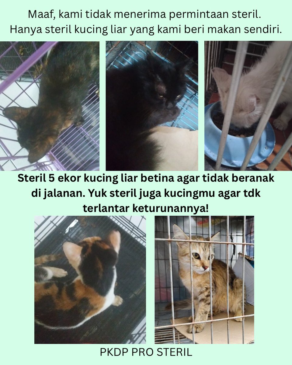pkdpprosteril's tweet photo. Steril 5 ekor kucing liar betina agar tdk beranak di jalanan. Yuk steril juga kucingmu agar tdk terlantar keturunannya. 🥰🙏🏻

#prosteril #eartip #kucingliar #TNR https://t.co/mQ2I5GssFP