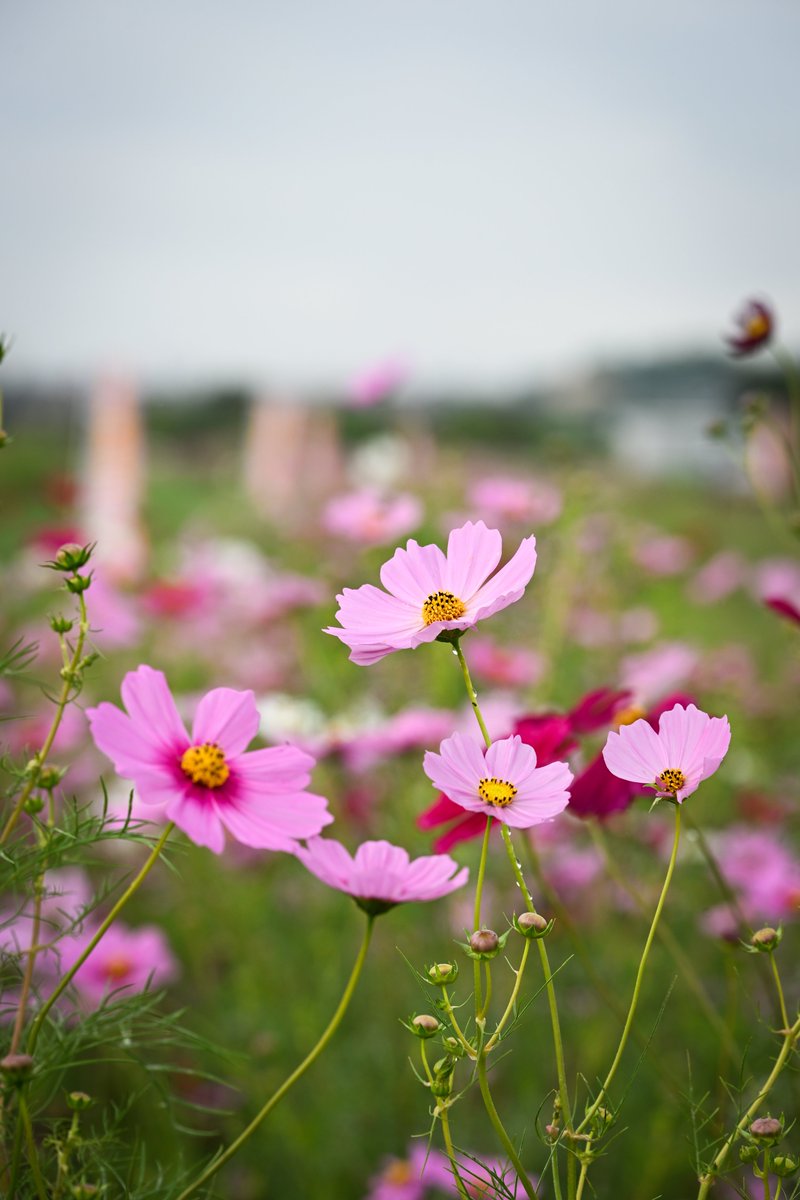 hamashin_mtlfki's tweet image. 2025.10.05
安城町のコスモス畑（愛知県安城市）
#TLを花でいっぱいにしよう

この後、清須へ行かないといけなかったのであまり撮影できず

#Z6III
#Nikon
#私とニコンで見た世界