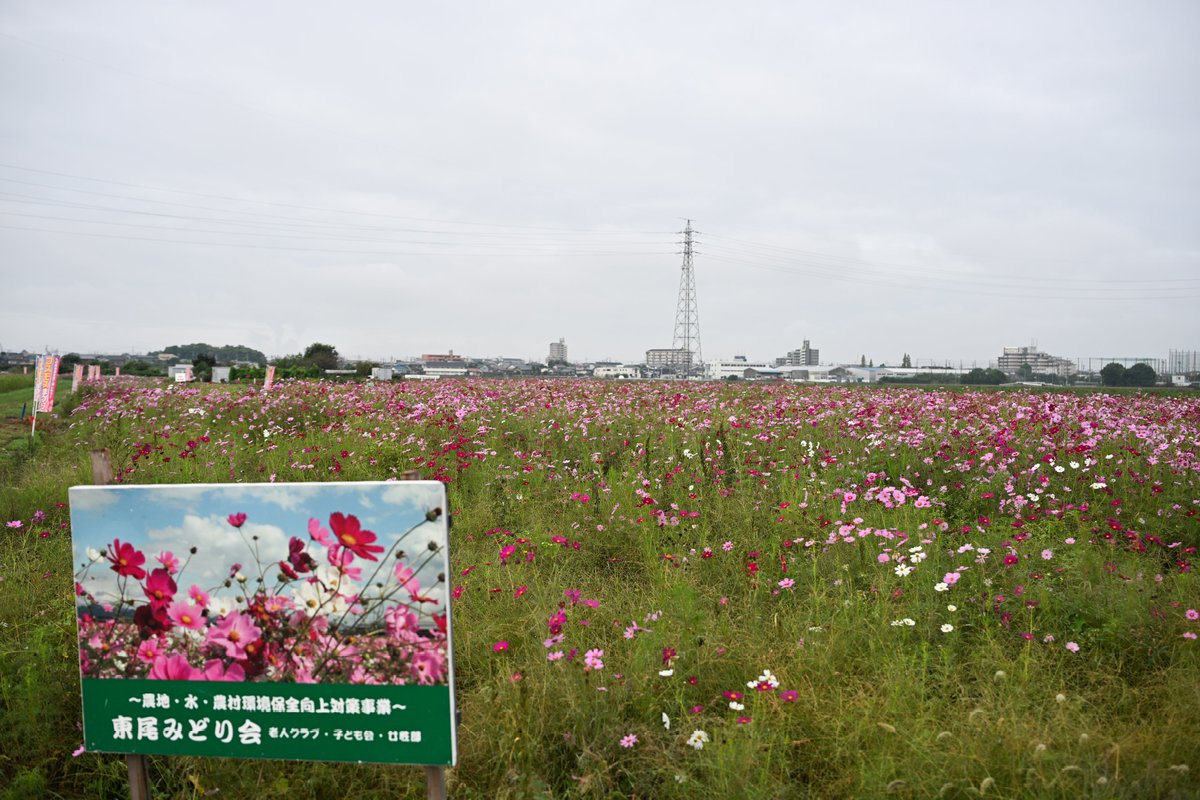 hamashin_mtlfki's tweet image. 2025.10.05
安城町のコスモス畑（愛知県安城市）
#TLを花でいっぱいにしよう

この後、清須へ行かないといけなかったのであまり撮影できず

#Z6III
#Nikon
#私とニコンで見た世界