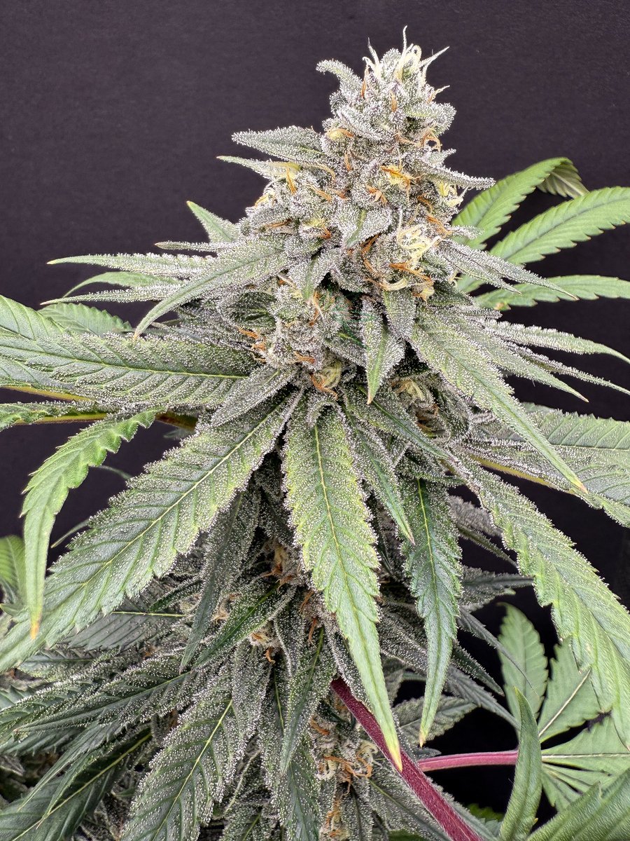 ThePlantStable's tweet photo. Sour (Notso) x OGers Kush F4
Smelling extra noice on day 42
#sourdiesel #ogers #plants #flowers https://t.co/boYRcIxefx