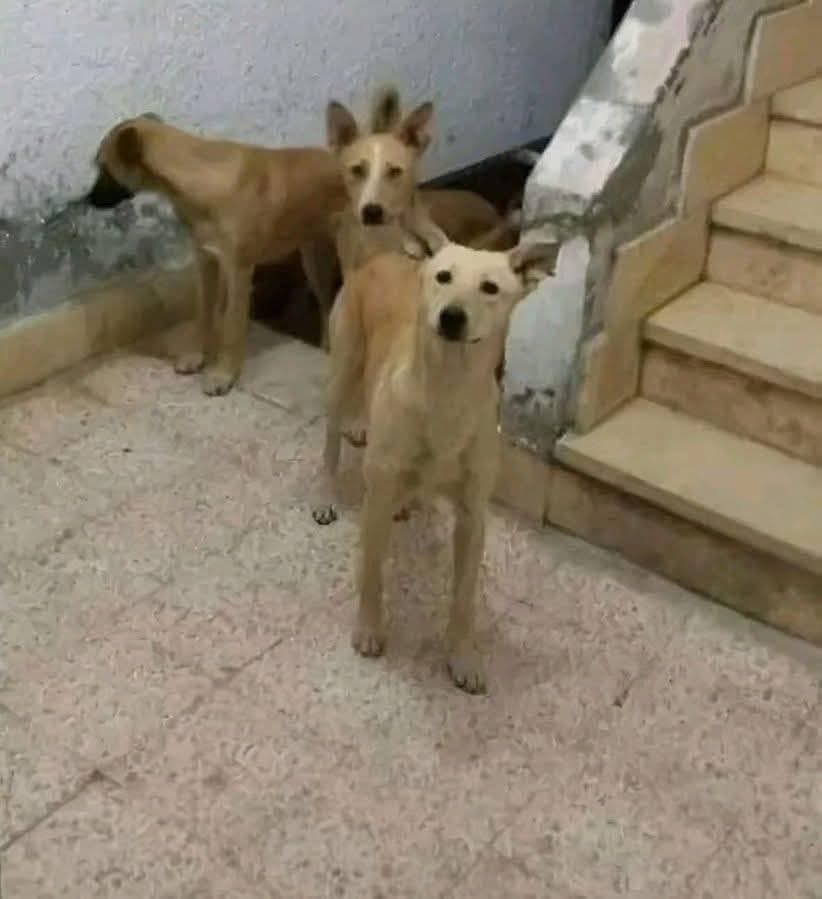 07a__1's tweet image. ايه يا برنس احنا جايين نتطمن عليك .. ما نزلتش ليه النهارده علشان نجري وراك؟