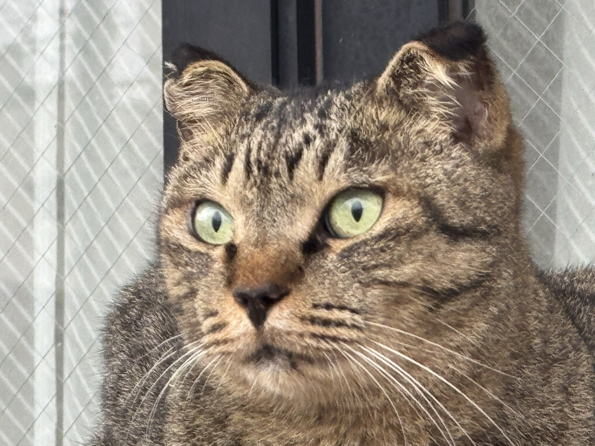 猫 猫砂 ペーパーズグリーン ( 7L ) : 爽快ドラッグ - 通販 - Yahoo