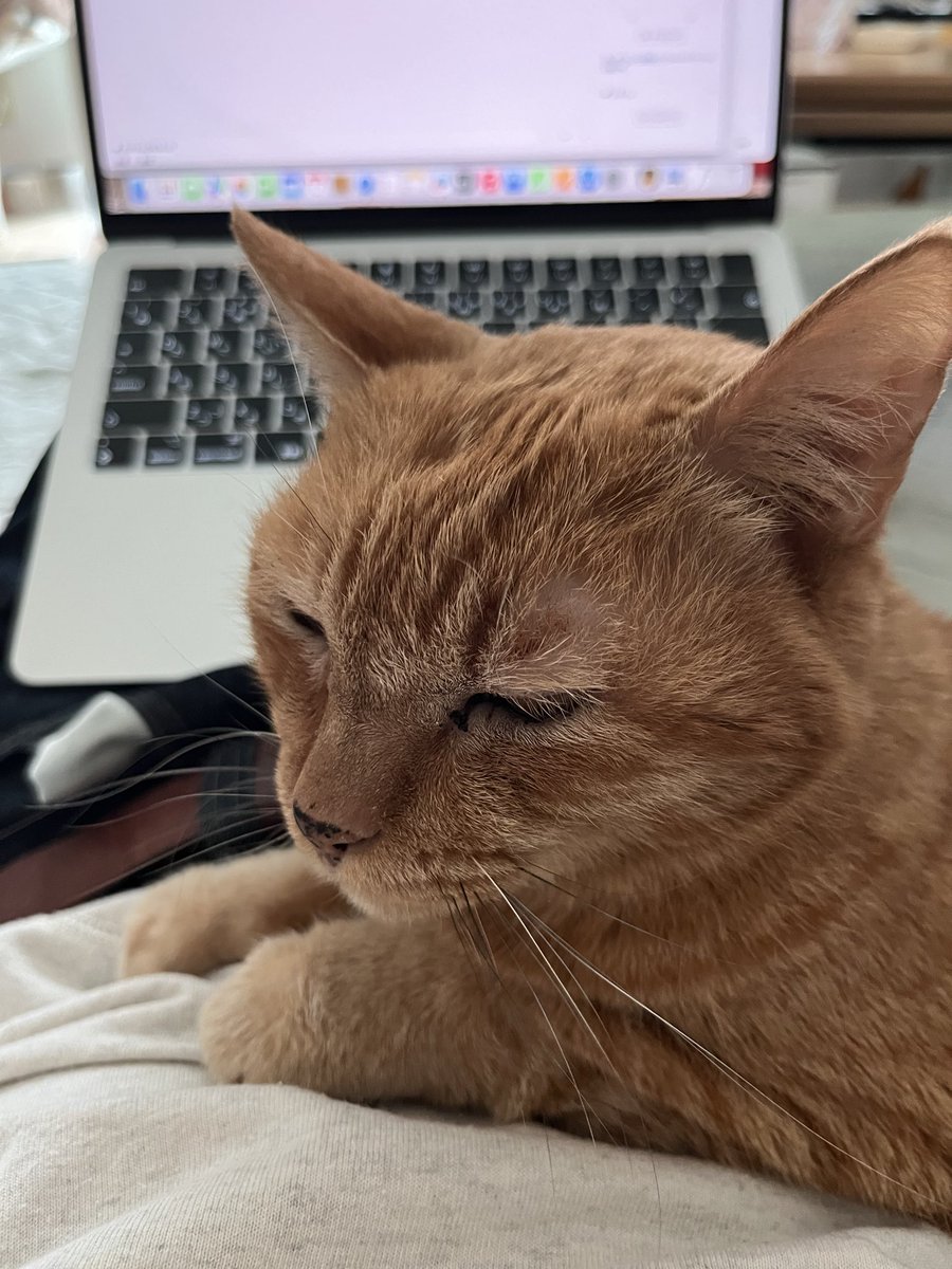 baru9314's tweet image. ブログを書き始めると高確率でやってくる

#ブログ 
#猫のいる暮らし