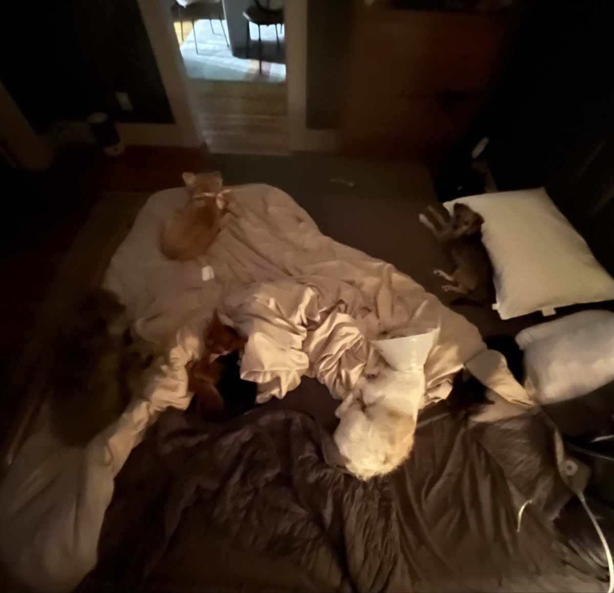 Count the rescue pups that have taken over my bed and paid zero rent