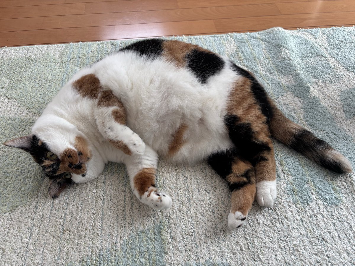 みかん（猫のすみれ） tweet media