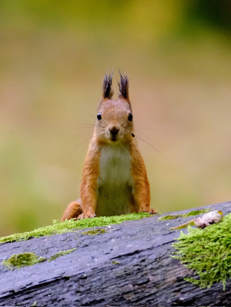 Good morning ☀️🐿️♥️