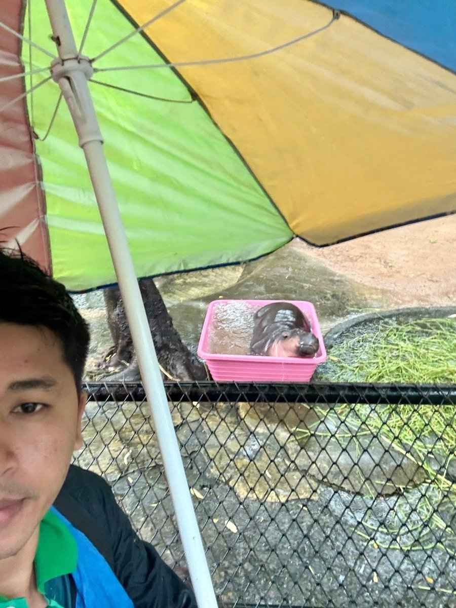 and_khamoo's tweet image. จบเเล้วการเป็นหัวแถว
อีก3นาทีเลิกงาน แต่ฝนตกกลับบ้านไม่ได้
ต้องบอกเลยว่าตั้งแต่ทำงานมา9ปี ผมไม่เคยเลิกงานสายเลยสักวัน #hippo #PygmyHippo #ขาหมูแอนด์เดอะแก๊ง #หมูเด้งเด้งกี่โมง #Moodeng #พี่ขาหมู #สวนสัตว์แปลกเขาเขียว