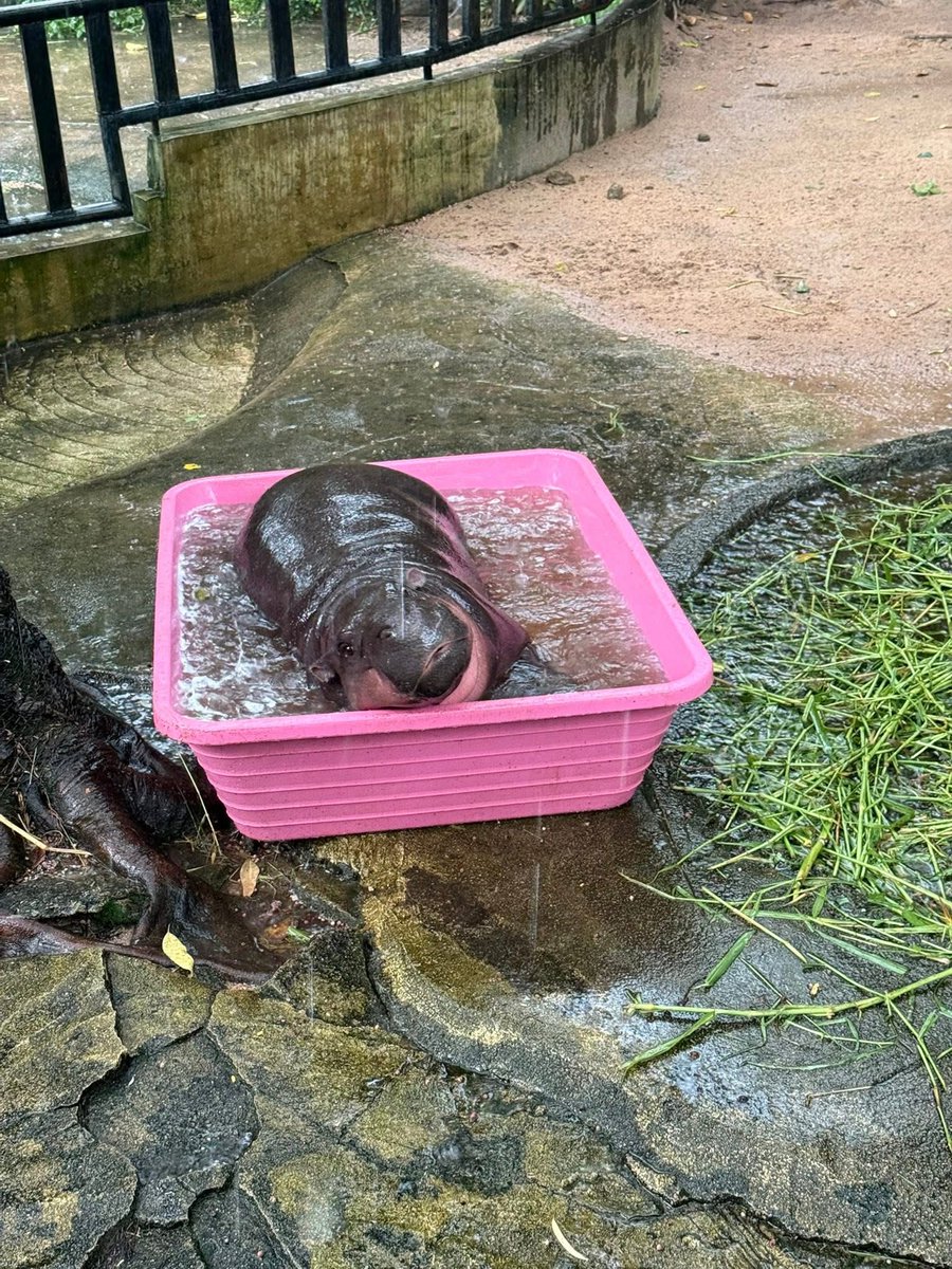 and_khamoo's tweet image. จบเเล้วการเป็นหัวแถว
อีก3นาทีเลิกงาน แต่ฝนตกกลับบ้านไม่ได้
ต้องบอกเลยว่าตั้งแต่ทำงานมา9ปี ผมไม่เคยเลิกงานสายเลยสักวัน #hippo #PygmyHippo #ขาหมูแอนด์เดอะแก๊ง #หมูเด้งเด้งกี่โมง #Moodeng #พี่ขาหมู #สวนสัตว์แปลกเขาเขียว