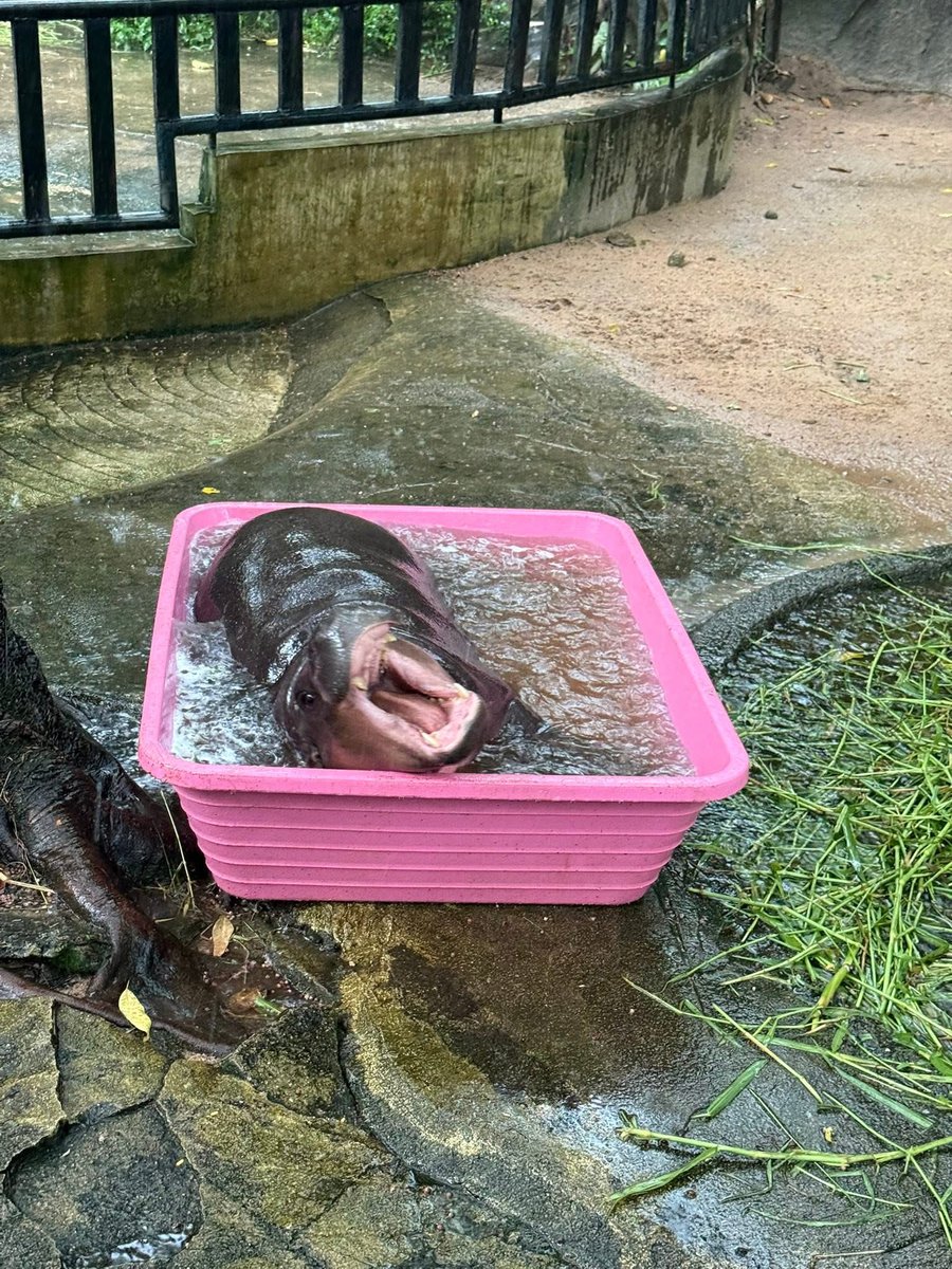 and_khamoo's tweet image. จบเเล้วการเป็นหัวแถว
อีก3นาทีเลิกงาน แต่ฝนตกกลับบ้านไม่ได้
ต้องบอกเลยว่าตั้งแต่ทำงานมา9ปี ผมไม่เคยเลิกงานสายเลยสักวัน #hippo #PygmyHippo #ขาหมูแอนด์เดอะแก๊ง #หมูเด้งเด้งกี่โมง #Moodeng #พี่ขาหมู #สวนสัตว์แปลกเขาเขียว