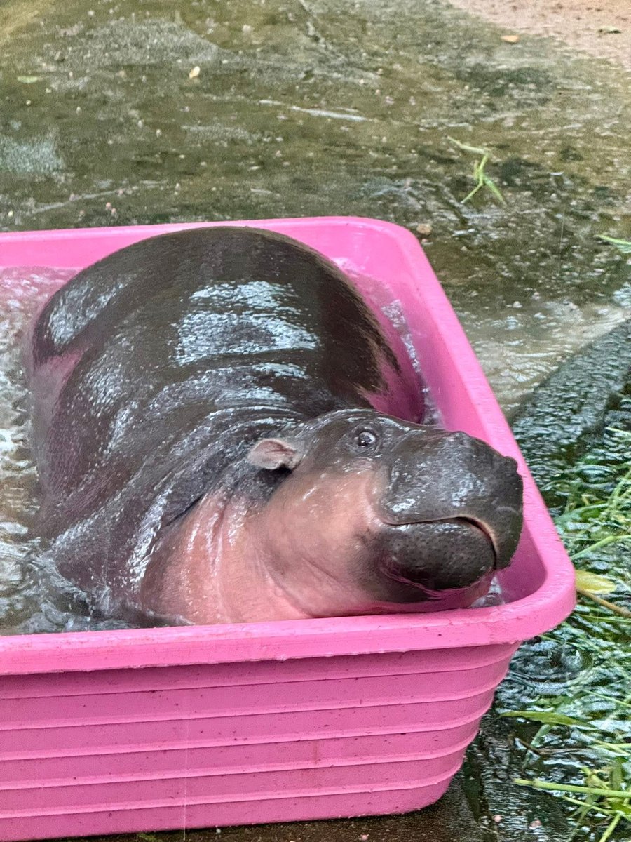 and_khamoo's tweet image. จบเเล้วการเป็นหัวแถว
อีก3นาทีเลิกงาน แต่ฝนตกกลับบ้านไม่ได้
ต้องบอกเลยว่าตั้งแต่ทำงานมา9ปี ผมไม่เคยเลิกงานสายเลยสักวัน #hippo #PygmyHippo #ขาหมูแอนด์เดอะแก๊ง #หมูเด้งเด้งกี่โมง #Moodeng #พี่ขาหมู #สวนสัตว์แปลกเขาเขียว