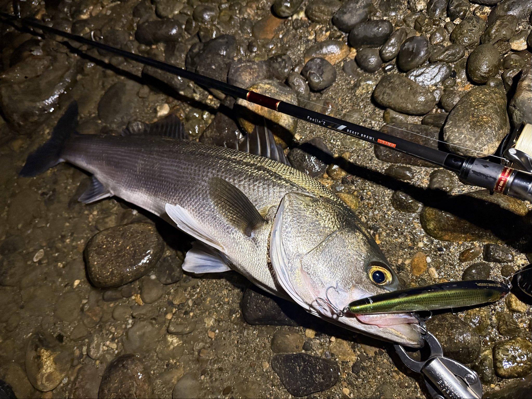 アイマ　アピア　APIA　コラボ　カレントメサイヤ　激レア　foojin 限定 アイマ アピア APIA コラボ カレントメサイヤ 激レア foojin