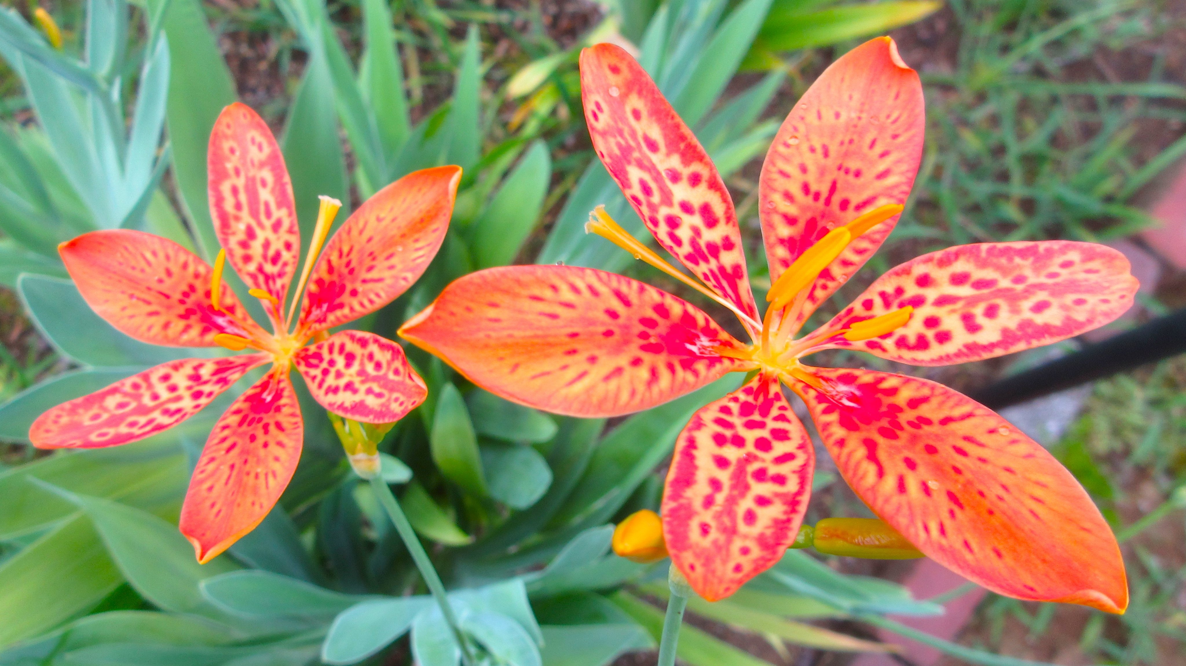 値下げ　特大サイズ　斑点のあるヒョウとユリ1981年　サイン入り トレカプラザ55大須アメ横店🍀 on X: 