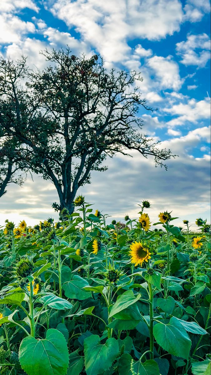 秋の空に向かって咲く遅咲きのひまわり🌻たち。
ジョギング🏃‍♀️中の一コマ✨
この辺りはやっぱり暖かい！
📍カールスルーエ