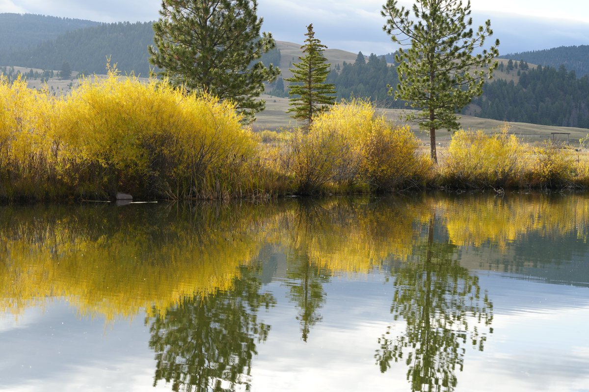 Wayne_Yong_'s tweet image. Yellow Sound Waves
