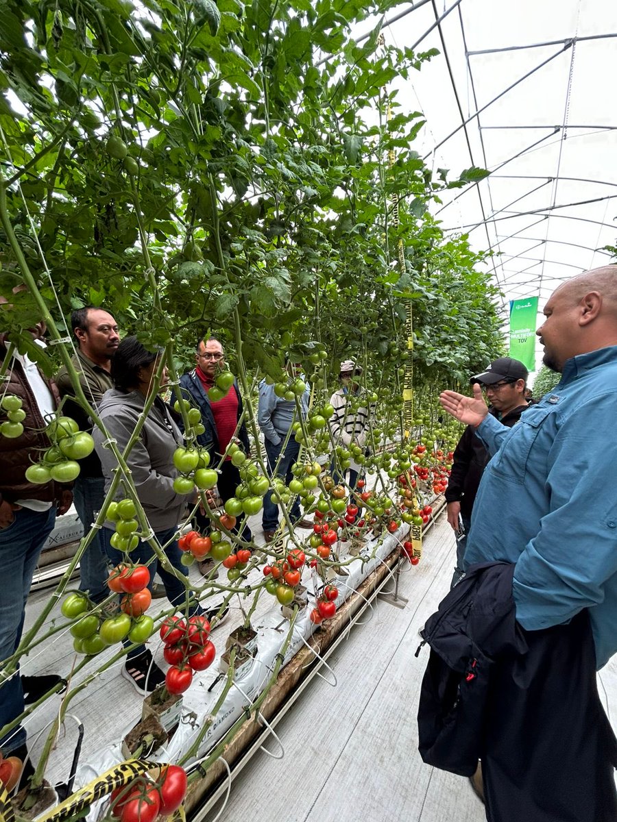 Con más de 100 asistentes, se llevó a cabo en CAETEC el DemoHouse, un evento demostrativo liderado por Bayer/DeRuiter y donde socios formadores como Xcalibur, Lumiforte y SQM, compartieron conocimientos, experiencias y lo más innovador en manejo del cultivo de tomate - jitomate.