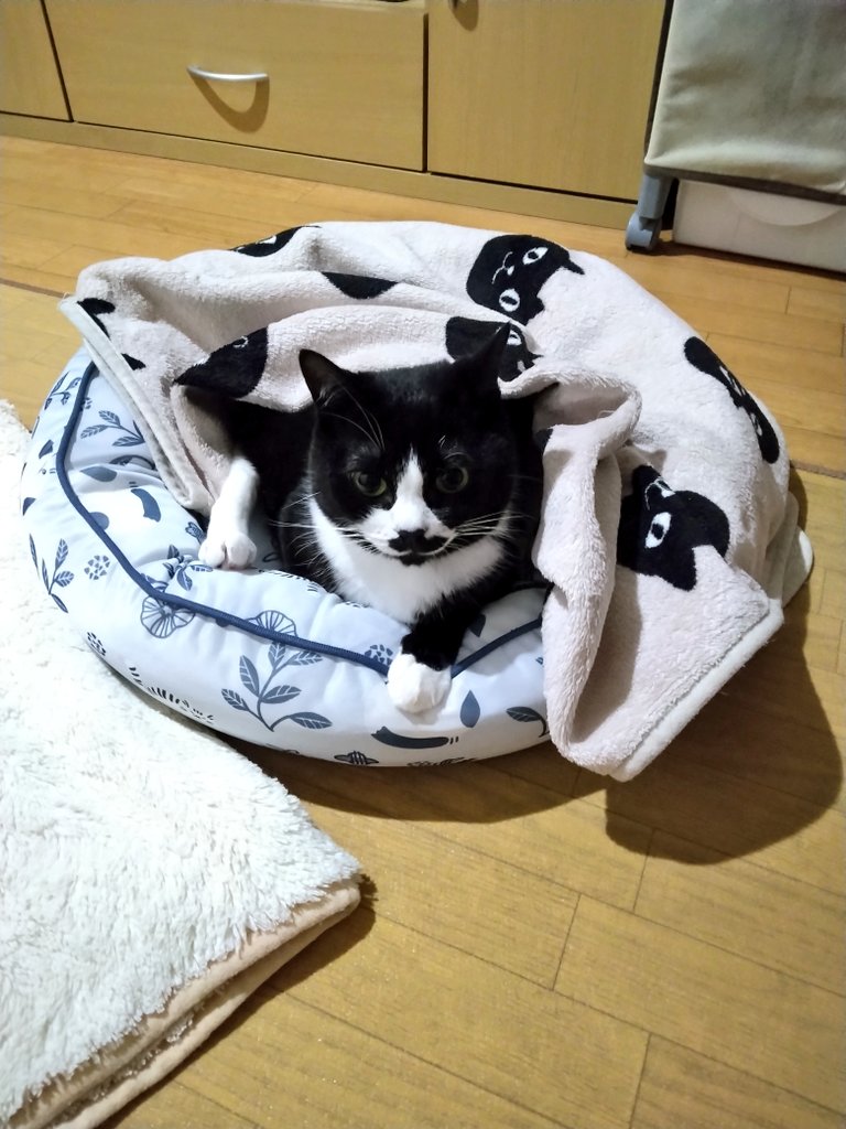 まめ♀(下半身麻痺の猫) (@jigzs8bsVVByZXY) / Posts / X