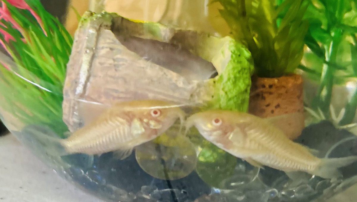 朝からラブラブのコリドラス💓